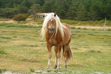 horse in the Danish countryside