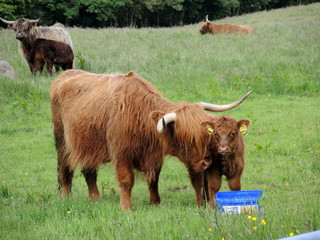 Vache écossaise 11