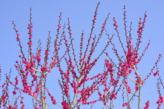 Plum blossom