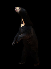 Fototapeta premium malayan sunbear in the dark background