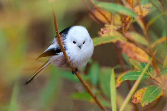 Long-tailed tit in autumn leaves