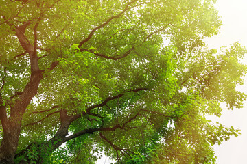 green nature  forest sunlight backgrounds