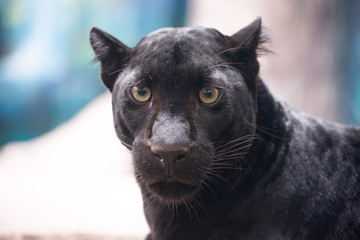 schwarzer Panther