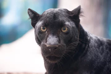 Selbstklebende Fototapete Panther schwarzer Panther
