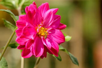 Obraz premium pink flower with bee, Dahlia