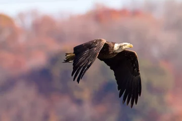 Crédence de cuisine en verre imprimé Aigle bald eagle in flight
