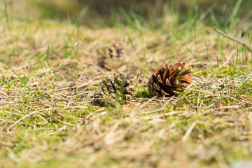 Kiefernzapfen auf dem Waldboden