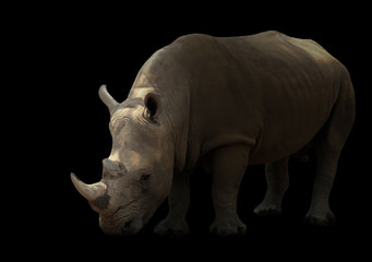 Obraz premium white rhinoceros isolated