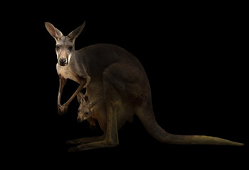 red kangaroo standing in the dark