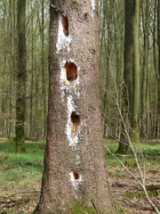 Fichte mit Spechthöhle im Hochwald