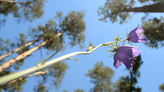 bluebell (bell-flower) and pine-tree in the forest, summer environment diversity 