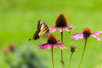 Swallowtail Butterfly 