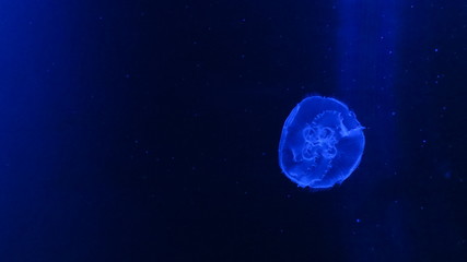 Naklejka na ściany i meble Juvenile jelly fish - Jellyfish have roamed the seas for at least 500 million years 