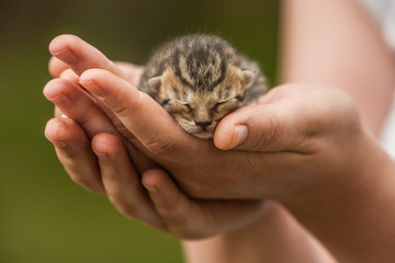 One day old kitten