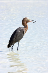 Reddish Egret