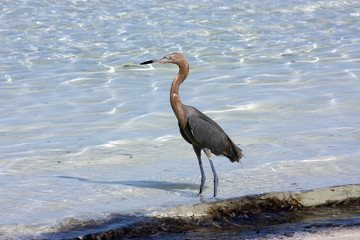 Reddish Egret on a shoreline