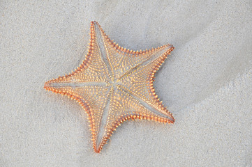 starfish detail beached on antigua caribbean beach 