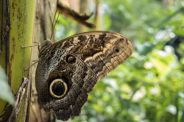 Papillon sur une branche. Caligo nemnon.