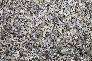 Strand, Muscheln