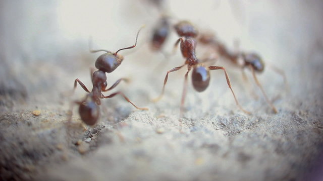 ants fighting - super macro shot