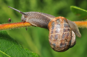 snail slides along succulent green vegetation looking for a meal 