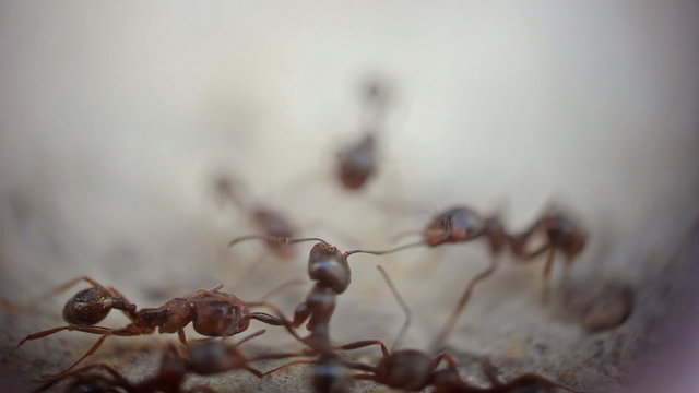 ants fighting - super macro shot