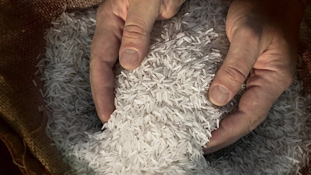 Unprocessed rice being poured from a man's hands. slow motion