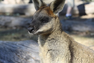 Wallaby