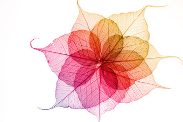 Colorful  leaves  seamless on white background.