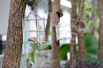 bird cage