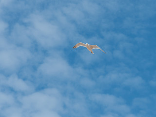 Möwe fliegt frei unter den blauen Himmel