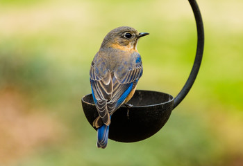 Male Eastern Bluebird