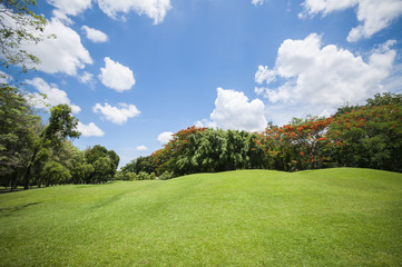 Green summer park garden.
