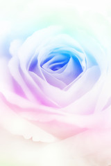 Fototapeta na wymiar beautiful rose flower on blur background