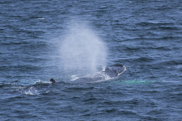 Fototapeta premium Whale watching.