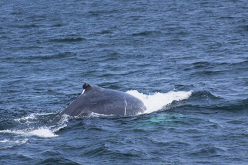 Obraz premium Whale watching.