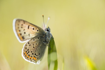 Brauner Feuerfalter (Lycaena tityrus), Männchen, Niedersachsen, Deutschland