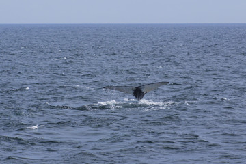Fototapeta premium Whale watching.
