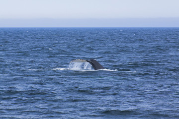 Fototapeta premium Whale watching.