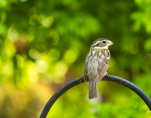 Female Rose-breasted Grosbeak