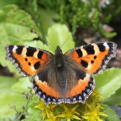 The Small tortoiseshell (Aglais urticae) are sitting on the flowers.