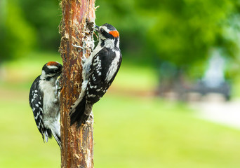Downy Woodpeckers