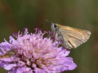 The butterfly Essex skipper (European skipper) (Thymelicus lineola) on the flower.