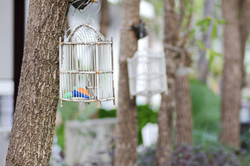 bird cage