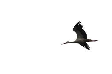 beautiful flying stork isolated on white background close-up