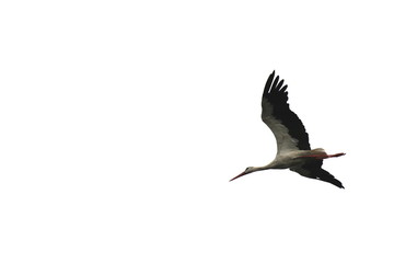 beautiful flying stork isolated on white background close-up