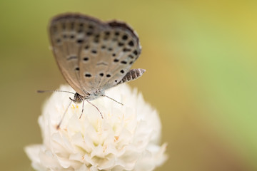 Small White Butterfly on White Flower