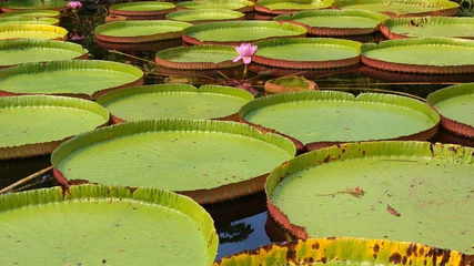 No drill light filtering roller blinds Waterlillies Flowering Victoria Amazonica