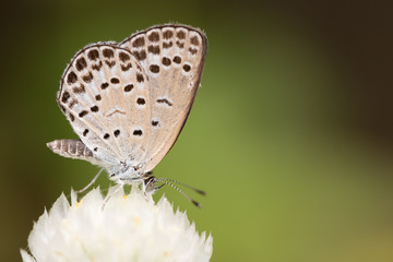Fototapeta na wymiar Small White Butterfly on White Flower