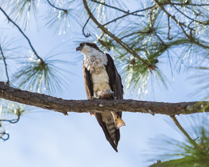 Osprey